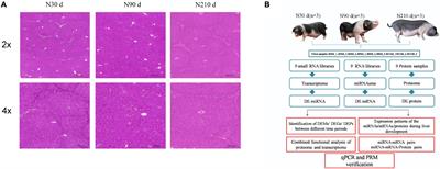 Integrated Analysis of Liver Transcriptome, miRNA, and Proteome of Chinese Indigenous Breed Ningxiang Pig in Three Developmental Stages Uncovers Significant miRNA–mRNA–Protein Networks in Lipid Metabolism